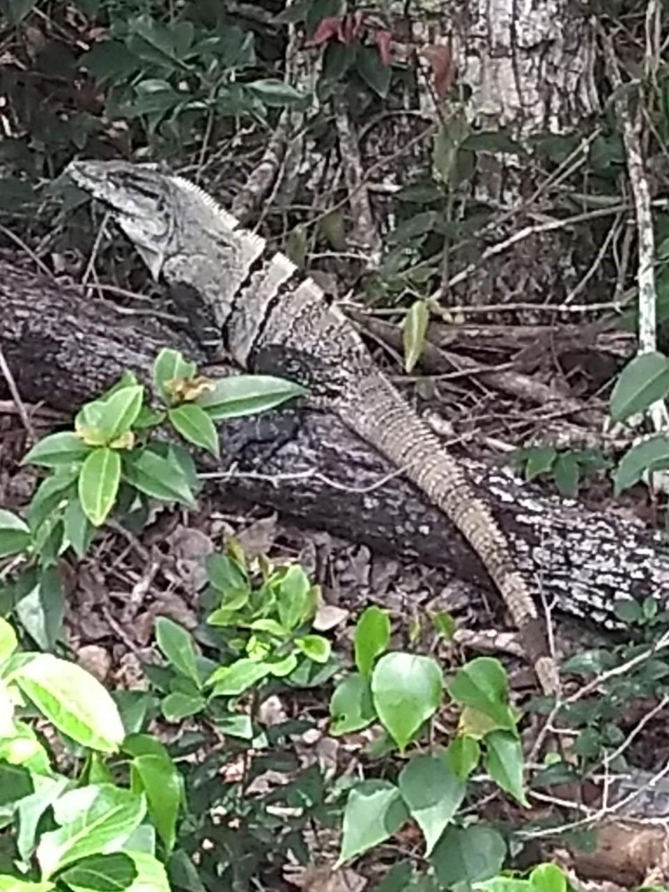 Tooj Cheel Tulum